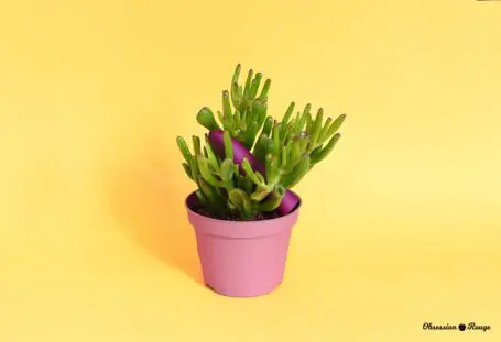 Ecological Sex Toys
