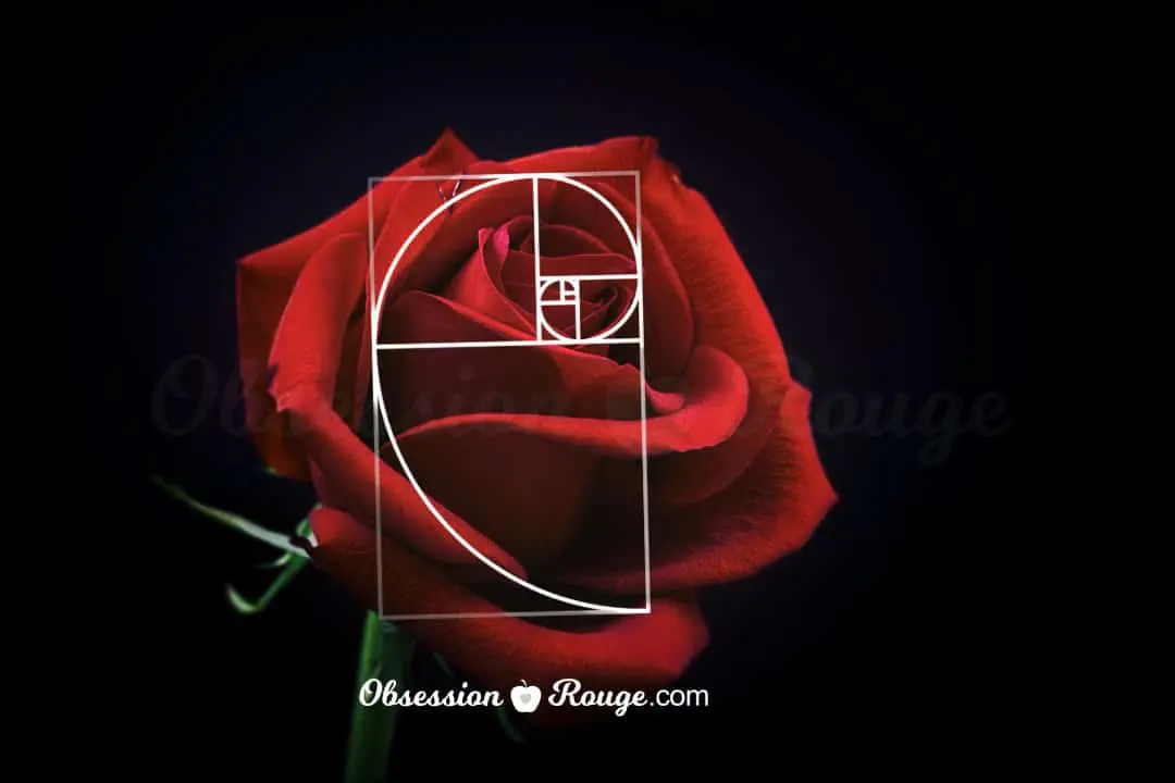 rose golden ratio